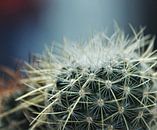 Kaktus-Spinnennetz von Marije Zwart Miniaturansicht