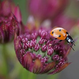 Ladybug sitting on top of a purplered flower by Daan Hartog