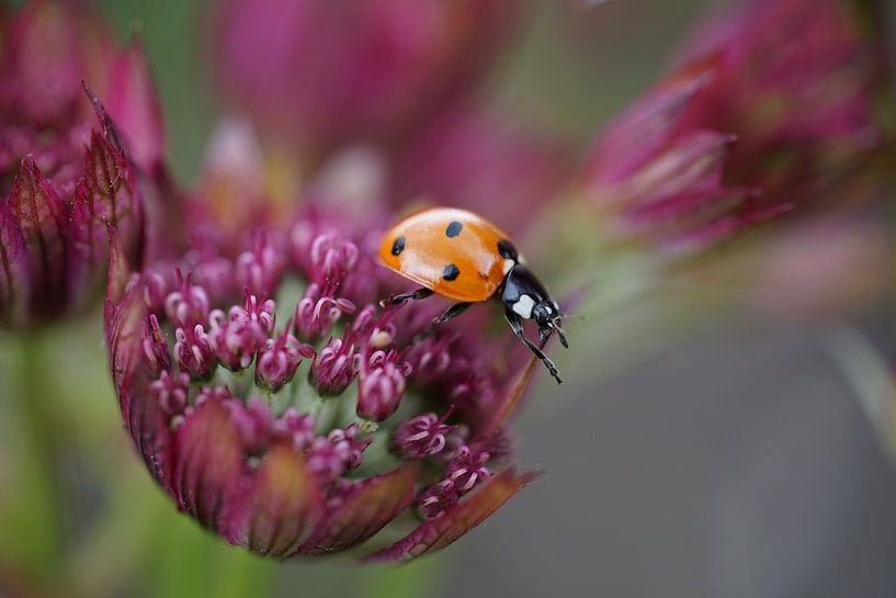 Marienkäfer geht auf einer violett-roten Blume von Daan Hartog