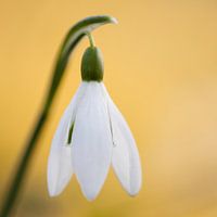 sneeuwklokje