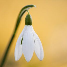 Schneeglöckchen von Desiree Tibosch