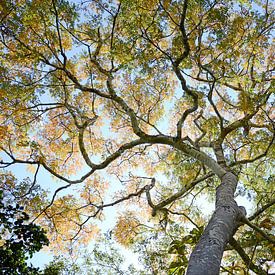 Herbstbaum Nr. 01 von Adriano Oliveira