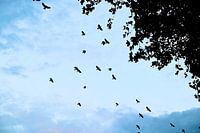 Vögel oder Blätter?