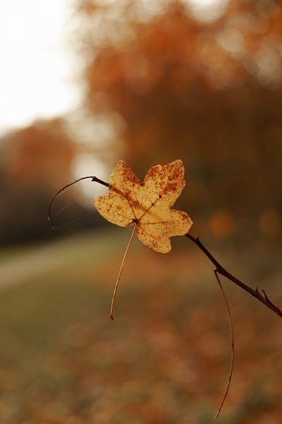Warm autumn by Iris Beukelman
