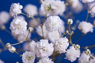 Blau mit weißen Blumen von Marjolijn van den Berg Miniaturansicht