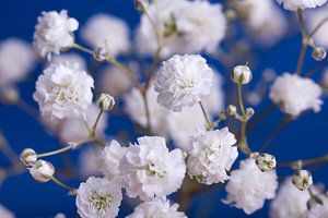 Blau mit weißen Blumen