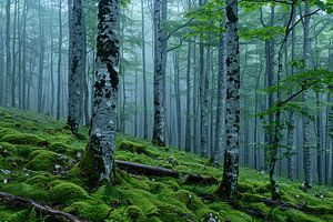 Morgenlicht im Wald von Egon Zitter