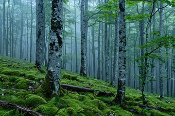 morning light in the forest by Egon Zitter