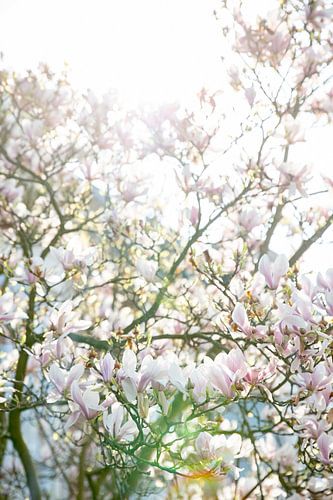 Blüte