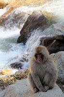 Snow monkey (Japanese macaque)