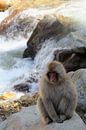 Snow monkey (Japanese macaque) van Ioanna Stavrakaki thumbnail
