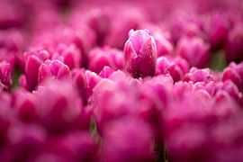 eine Tulpe, die aus einem bunten Blumenfeld herausragt | fine art photography von Karijn | Fine art Natuur en Reis Fotografie
