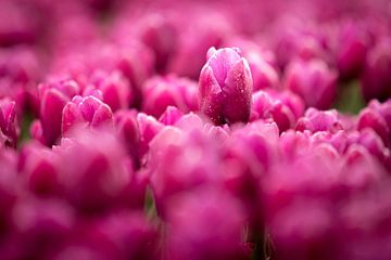 eine Tulpe, die aus einem bunten Blumenfeld herausragt | fine art photography