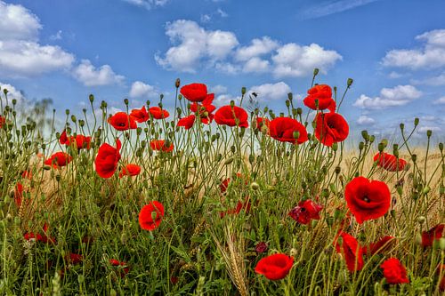 Klaprozen in Zuid - Limburg