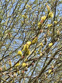 Blossom of the pollard willow