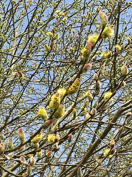 Blossom of the pollard willow