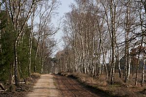 An der Grenze zwischen der Tongerense Heide und dem Wisselse Veen (Landschaftsformat)