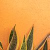 Plantes sur le mur orange - Aruba sur Bianca Kramer