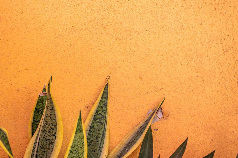Pflanzen an orangefarbener Wand - Aruba von Bianca Kramer