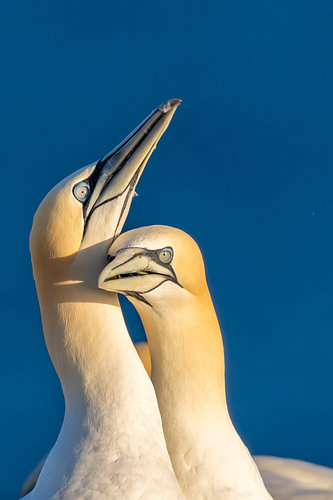 Intimate Close-Up of Northern Gannet Pair