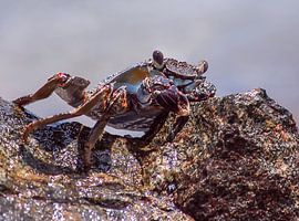 Crab by Peter Mensink