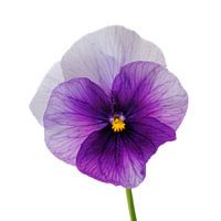 Violon violet