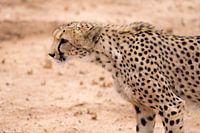Gepardenjagd