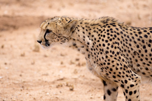 cheetah hunting
