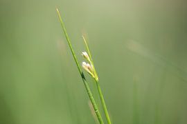 Groen von Saskia Bakker