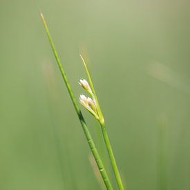 Groen van Saskia Bakker