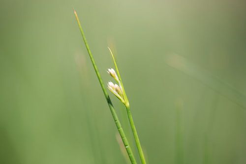 Groen von Saskia Bakker