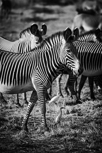 Zebra in zwart wit