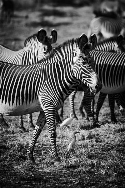 Zebra in black and white by Dave Oudshoorn