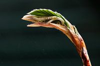 Blad of vogel
