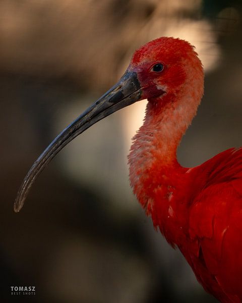 Ibis rouge par Tomasz_best_shots