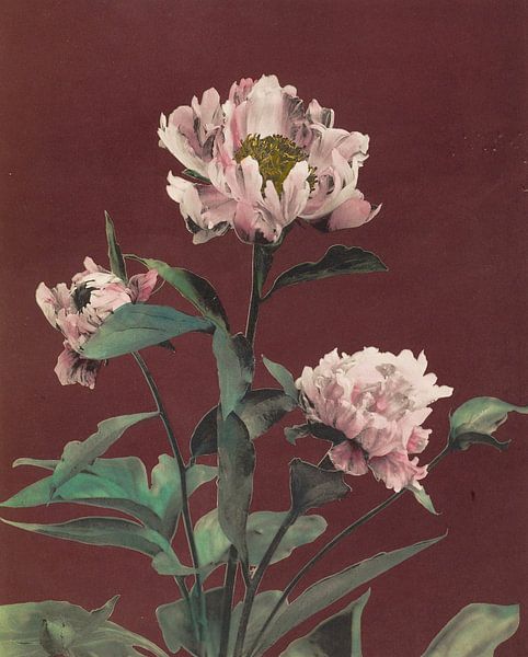 Hærdaceous Pæony, Ogawa Kazumasa by Masterful Masters