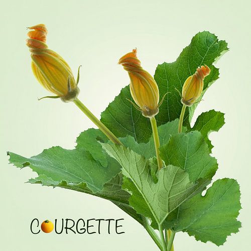 Courgette