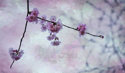 Blossom in spring