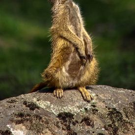 Diana Lous Profilfoto