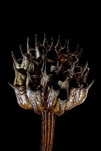 Upcycled Beauty - Kogelboterbloem - Trollius Europaeus -