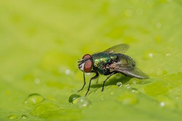 Groene vleesvlieg van Henk Goossens