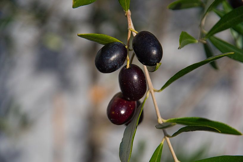 Olives in Provence by Tanja Voigt
