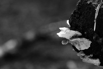Paar kleine paddenstoeltjes in zwart-wit