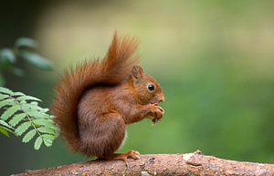 Eichhörnchen von Menno Schaefer