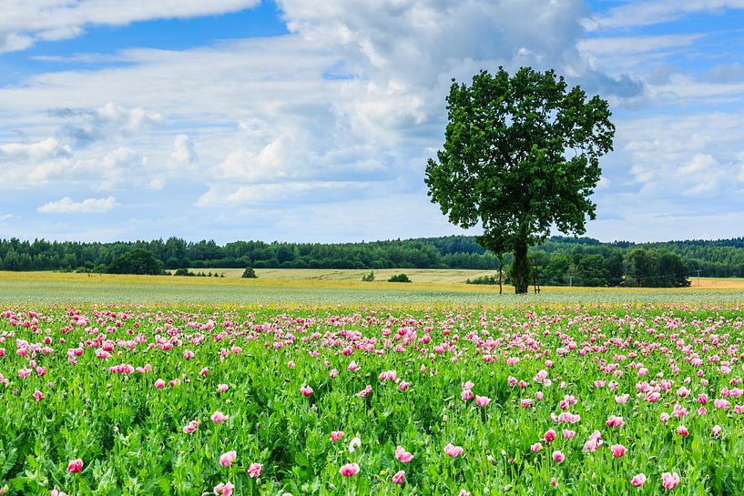 Poppy field by the wayside by Uwe Naumann