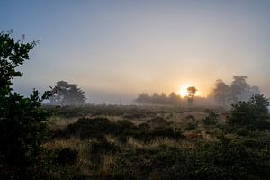 Morgennebel in der Heide mit Sonnenaufgang