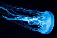 Jellyfish zoo Loro Parque Tenerife