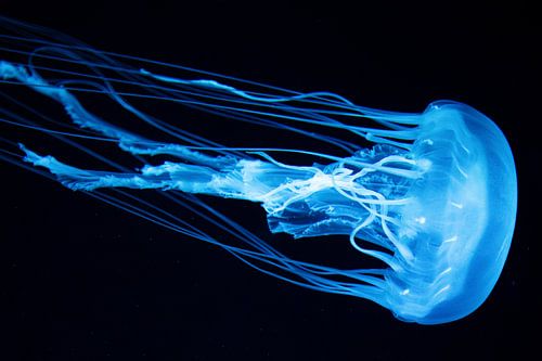 Zoo de méduses Loro Parque Tenerife