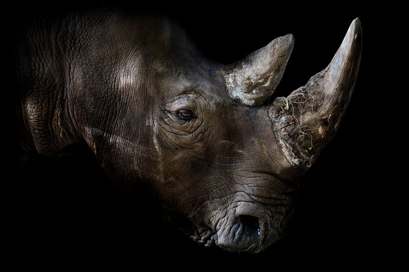 Rhinozeros mit schwarzem Hintergrund von Steven Dijkshoorn