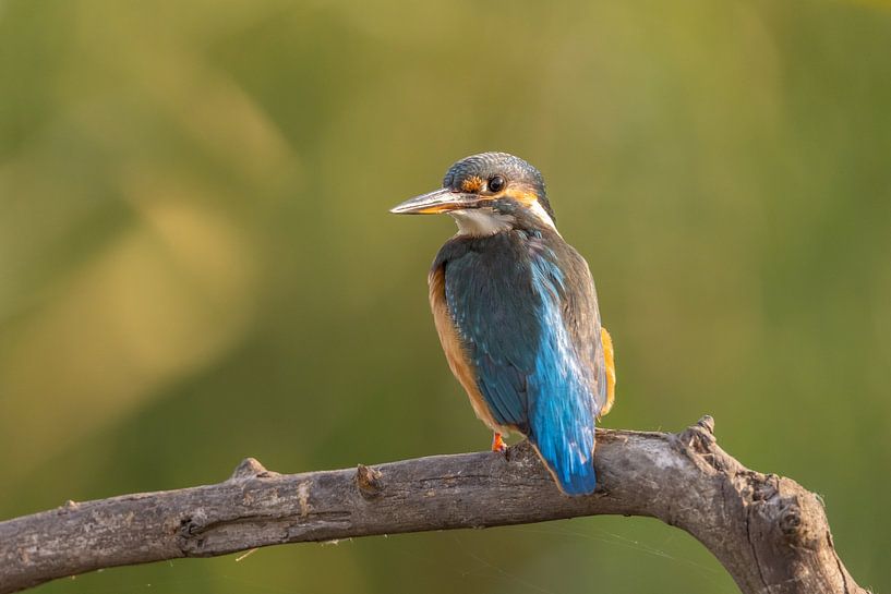 Kingfisher, Alcedo atthis by Gert Hilbink